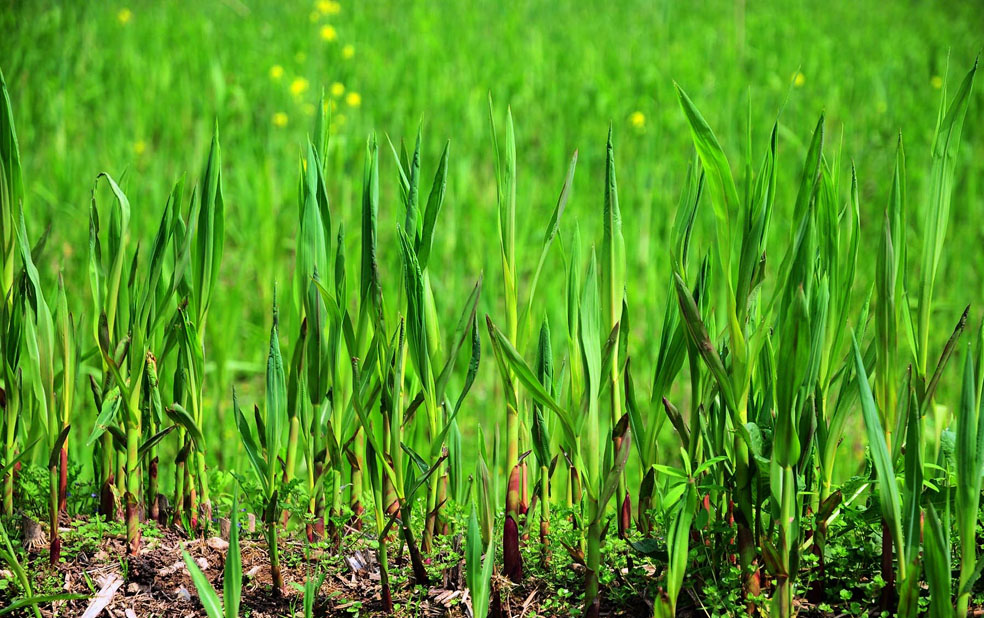 洞庭风光好,沅江芦笋香